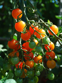 Cherry Tomato Varieties—‘Sungold’ 2