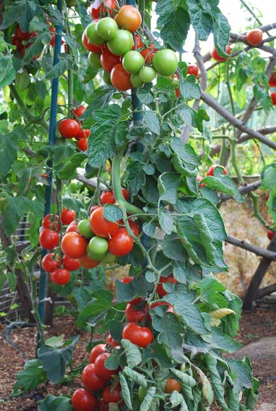 The Complete Guide To Every Type Of Tomato