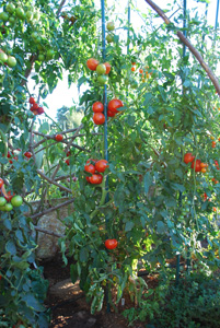 Heirloom Tomato—'Carmello' Grown 'Italian Grandfather Style'