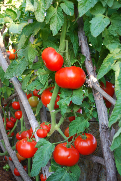 Growing Tomatoes How To Grow Tomatoes Planting Tomatoes