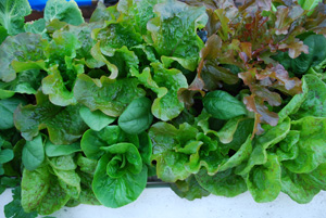  Window Box Salads 3, Source
