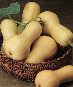 'Burpee Butterbush' winter squash produce early and grow on compact vines suitable for small gardens and containers.