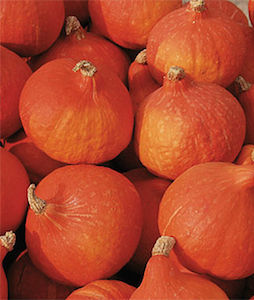 'Red Kuri' Winter Squash