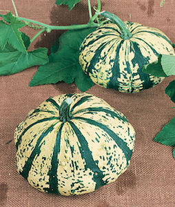 'Verte Et Blanc' French Heirloom winter squash are beautiful, cup-shaped winter squash with creme-colored flesh streaked with dark green.