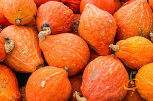 'Golden Hubbard' Winter Squash