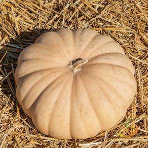 'Long Island Cheese' winter squash are large flattened 10-15 lb (4.05-7 kg) tan-colored squash that look like wheels of cheese.