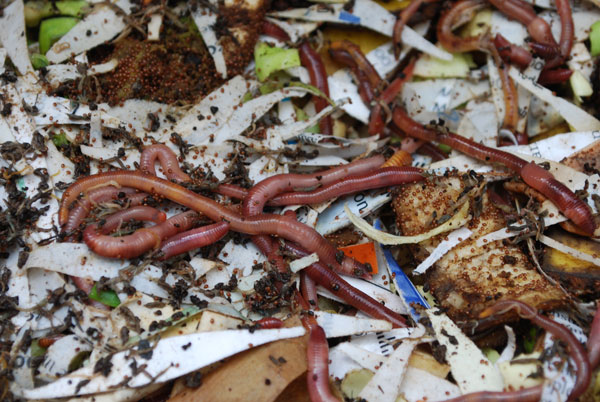 Worm Composting System, Red Worms Composting, Worm Composting Bins