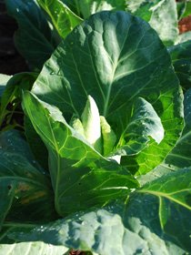 ‘Academic’ (Pointy-Headed) Cabbage, a.k.a., ‘Caraflex’