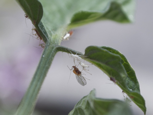 Aphids on Tomato Leaves