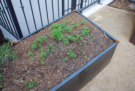 Balancing a carrot bed, before, seedlings clumped together