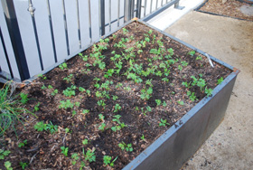 Balancing a carrot bed, after, seedlings spread out evenly over the bed