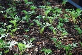 Carrot Seedlings 5 Weeks after Planting