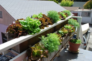 The shadow of the roof line falls across these planters, blocking the hot afternoon sun and allowing me to grow lettuces through the hot California summer