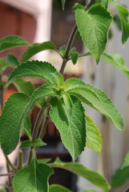 Holy Basil, Vana Tulsi