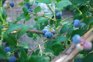 Northern Highbush Blueberry 'Berkeley' 1