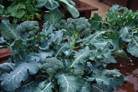 This 'Arcadia' Broccoli Produced Side Shoots Almost as Large as Regular Broccoli Heads 3