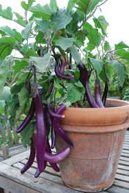 Growing Eggplant ‘Farmer’s Long Purple’<br/> in a Clay Pot