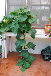 Container Cucumber 'Bush Slicer'