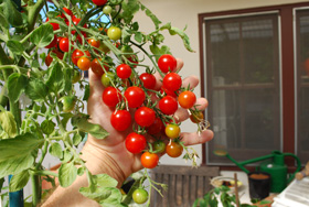Growing Tomatoes in Containers,'Sweet 100'