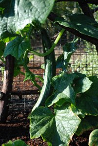 Cucumber Varieties—'Chelsea Prize'