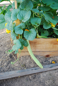 'Sweet Armenian' Heirloom Cucumbers