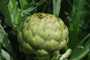 Artichoke Varieties—‘Globe’