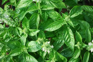 Growing Basil—‘Genovese’