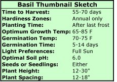 Basil Thumbnail Sketch