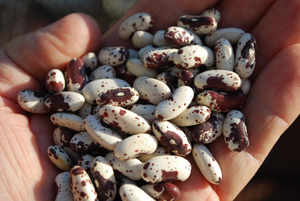 ‘Jacob’s Cattle’ Beans