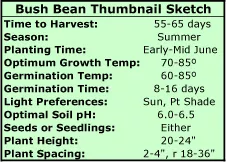 Growing Bush Beans Thumbnail Sketch