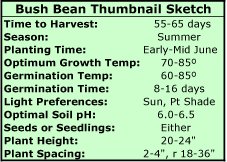 Growing Bush Beans Thumbnail Sketch