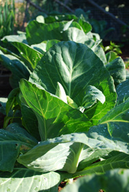 ‘Academic’ (Pointy-Headed) Cabbage, a.k.a., ‘Caraflex’