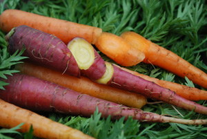 Growing Carrots—‘Yaya’ and ‘Purple Dragon’