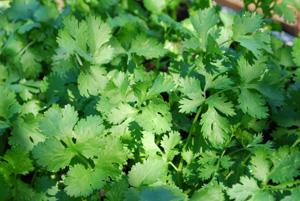 Growing Cilantro in a Salad Table Tray