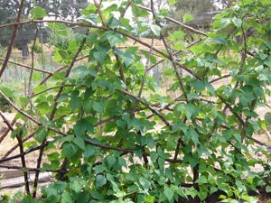 Growing green beans—Spanish Miralda on a redwood trellis