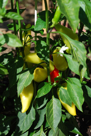 Hot Pepper Varieties—‘Hungarian Hot Wax’