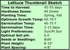 Growing Lettuce Thumbnail Sketch