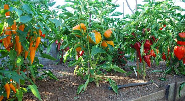 Image of Carrots and peppers growing under a tomato cage