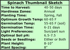 Growing Spinach Thumbnail Sketch