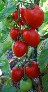 Salad Tomato Varieties—'Enchantment' has hybrid vigor and productivity with heirloom flavor.