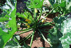 Growing Zucchini—‘Raven’