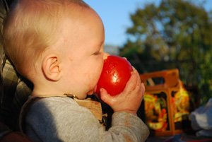 The Joy of Tomatoes!