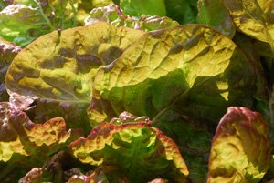 Lettuce Leaves Catch the Slanting Fall Light