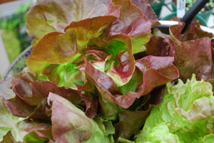 'Skyphos', a Beautiful Red Butterhead Lettuce