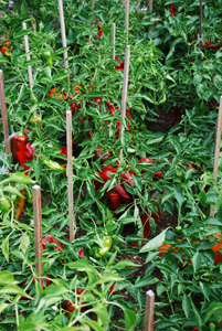 Pepper Bed 2012 End of Season-3v