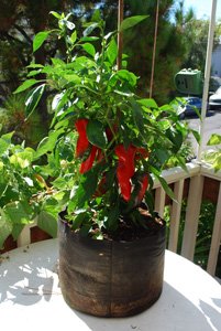 'Carmen' Bull's Horn Pepper Growing in a 5-gallon Smart Pot