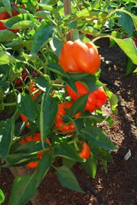 Pepper Variety 'Gourmet'