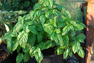 Mammoth Salad Leaf (Napolitano) Basil Growing in a 4-galonowej donicy