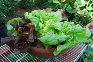 Container Lettuce ‘Skyphos’ <br/>and ‘Matchless’