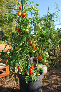 Salad Tomato Varieties—'Early Girl' produces abundant trusses of small salad tomatoes even in cool-summer gardens